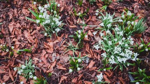 Snowdrops in the spring on the lawn Stock Photos