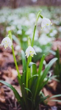 Snowdrops in the spring on the lawn Stock Photos