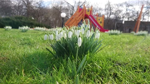 Snowdrops in the spring in the meadow Stock Footage 143670367