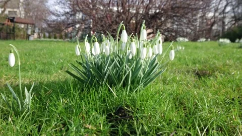 Snowdrops in spring in the meadow, the wind blows Stock Footage 143897018
