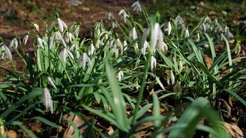 Snowdrops. Spring mood. Beautiful spring flowers snowdrops. Stock Footage 304726031