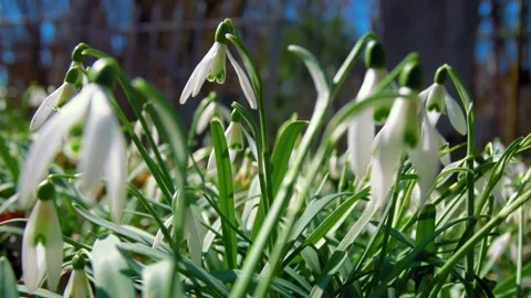 Snowdrops. Spring mood. Beautiful spring flowers snowdrops. Stock Footage 304726041