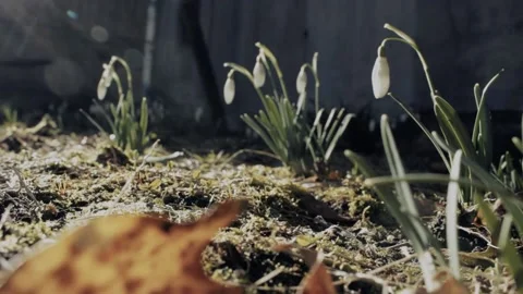 SNOWDROPS IN SPRING IN NEW YORK CITY Stock Footage 238564012