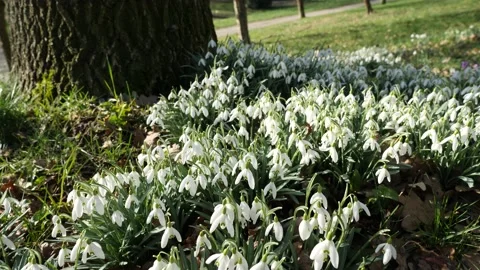 Snowdrops in spring in the park Stock-Footage 171930477