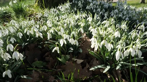 Snowdrops in spring in the park Stock-Footage 171930493