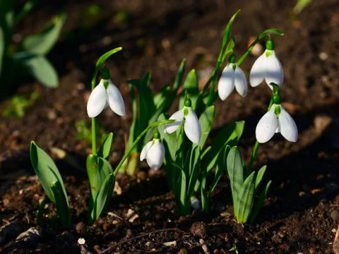 Snowdrops in spring. Stock Photos