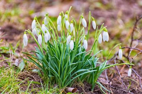Snowdrops in spring Stock Photos