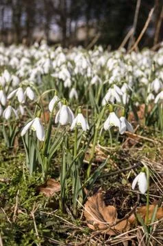 Snowdrops in Spring Stock Photos