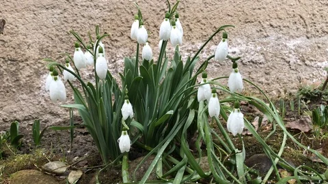 Snowdrops in the spring rain Vidéo 105674883