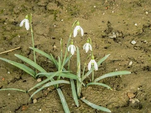 Snowdrops in the spring in Romania Fotos Stock