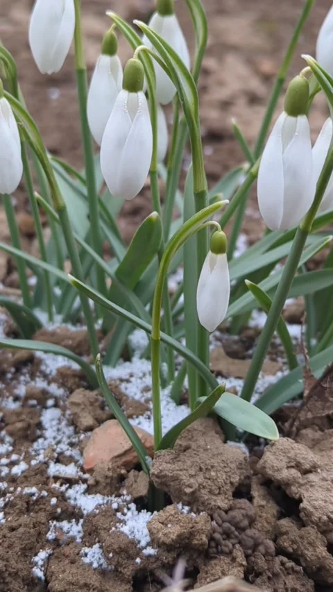 A snowdrops in spring, small snow falls Stock Footage 267090726