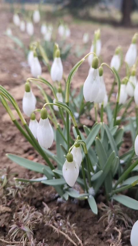 A snowdrops in spring, small snow falls Stock Footage 267090727