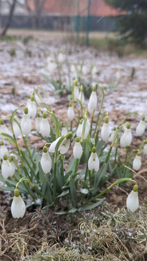 A snowdrops in spring, small snow falls Stock Footage 267090728