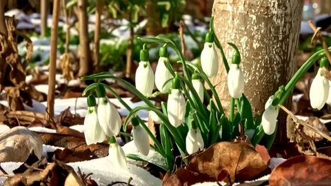 Snowdrops in the spring with snow around Stock Footage 104082075