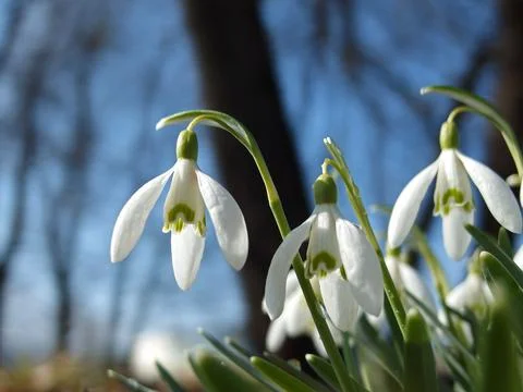 Snowdrops in Spring Sunlight Stock Photos