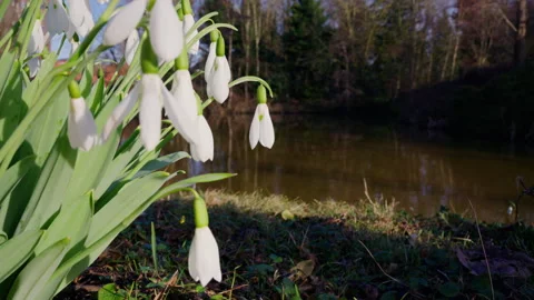 Snowdrops in the spring sunshine close-up of white flowers with bokeh Video stock 328497894