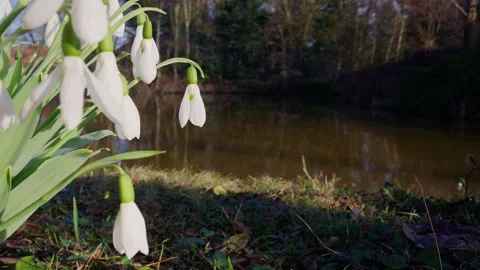 Snowdrops in the spring sunshine close-up of white flowers with bokeh Video stock 328498214
