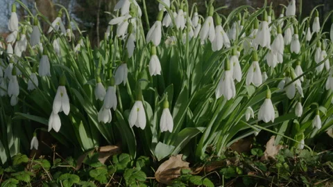 Snowdrops in the spring sunshine close up of white flowers with bokeh Video stock 328498441