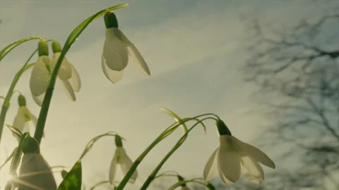 Snowdrops in the spring sunshine close-up of white flowers with bokeh Stock Footage 328498634