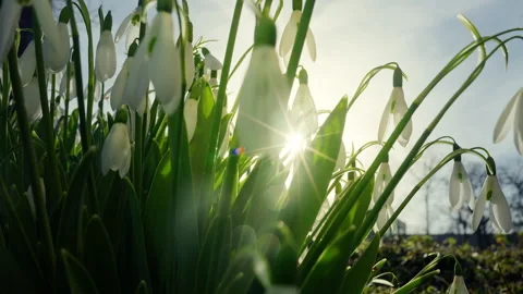 Snowdrops in the spring sunshine close-up of white flowers with bokeh Stock-Footage 328498877