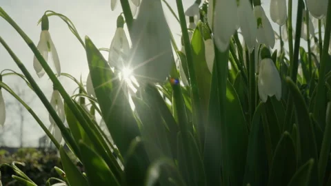 Snowdrops in the spring sunshine close-up of white flowers with bokeh 스톡 동영상 328499072
