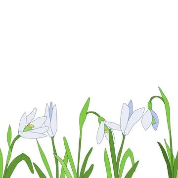 Snowdrops Spring time cuty flower. Vector background Stock Illustration