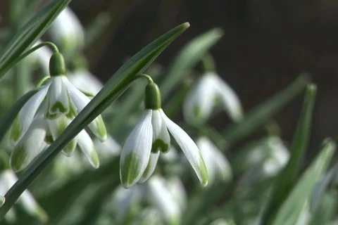 Snowdrops at springtime. 스톡 동영상 280054