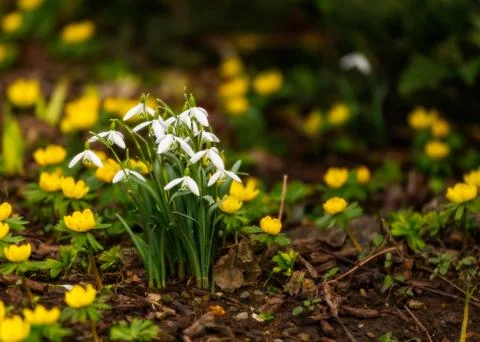 Snowdrops in springtime Foto stock