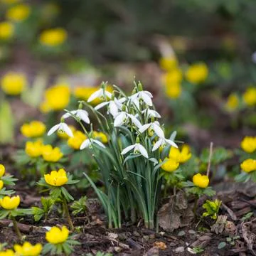 Snowdrops in springtime Stock Photos