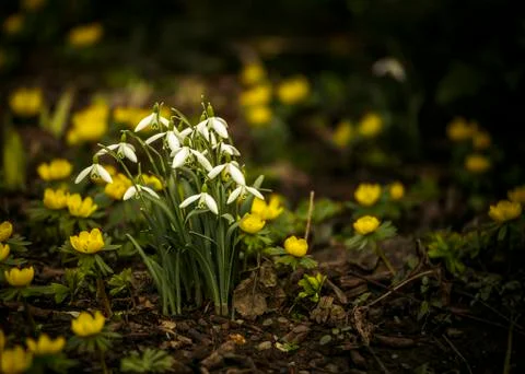 Snowdrops in springtime Stock Photos