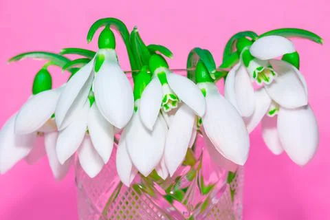 Snowdrops in studio at pink background Stock Photos