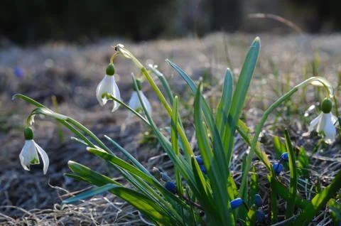 Snowdrops at sunset Stock Photos