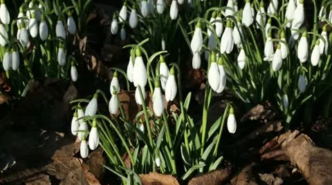 Snowdrops in sunshine waving in the wind Stock Footage 20989087