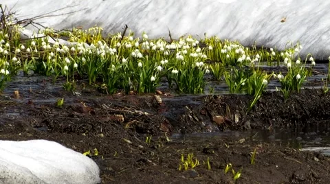 Snowdrops in the swamp Stock Footage 68725622