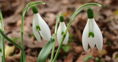 Snowdrops Swaying in Early Spring with Natural Bird Songs Stock Footage 343769417