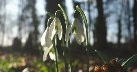 Snowdrops Swaying in the Wind in Early Spring Close Up Stock Footage 344211454