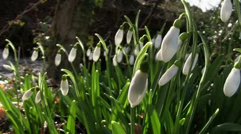 Snowdrops swaying in the wind Stock Footage 21075845