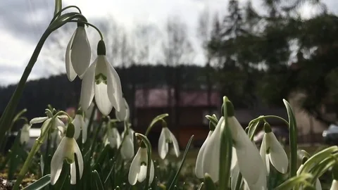 Snowdrops swaying in the wind Stock Footage 72033608