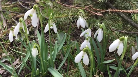Snowdrops swaying in the wind Stock Footage 72033731