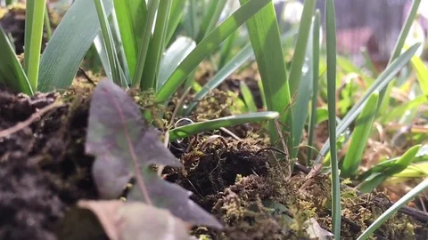 Snowdrops swaying in the wind Stock Footage 72033800