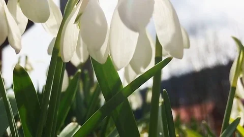 Snowdrops swaying in the wind Stock Footage 72589063