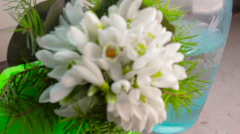 Snowdrops on table Stock Footage 61493012