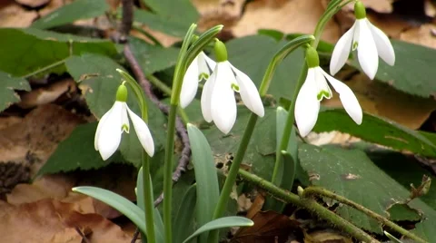 Snowdrops on top Stock Footage 68725638