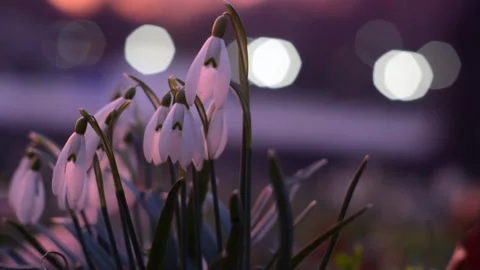 Snowdrops in twilight warmth light Stock Footage 150520866
