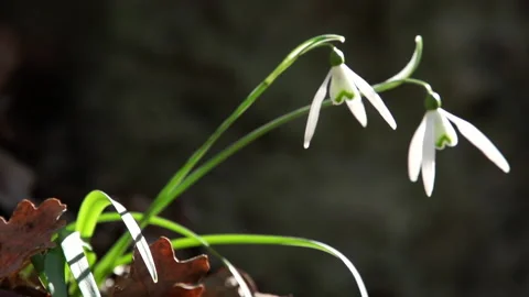 Snowdrops two sun slowmo Stock Footage 148546942