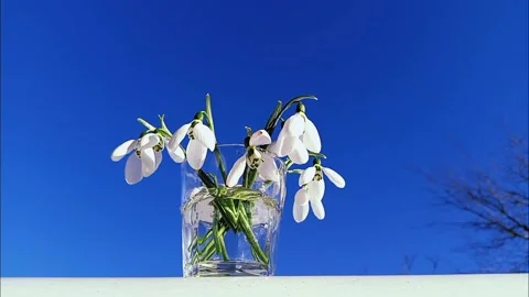 Snowdrops Under Infinite Sky Stock Footage 330558482