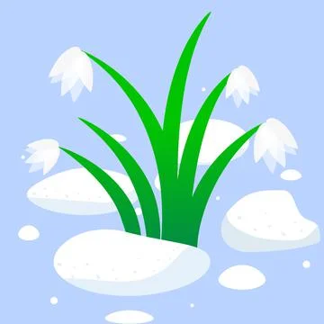 Snowdrops from under the snow Stock Illustration