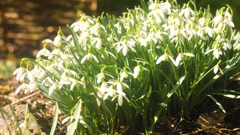 Snowdrops under the sun and a bumblebee Stock Footage 238023554