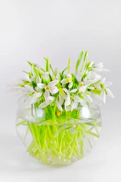 Snowdrops in the vase Stock Photos