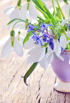 Snowdrops in a vase Stock Photos